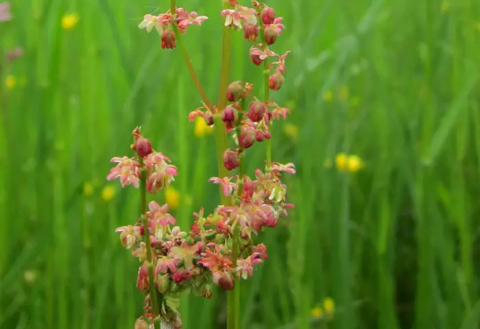 Sauerampfer (Rumex acetosella), einem wichtigen Kraut, das im Essiac-Tee